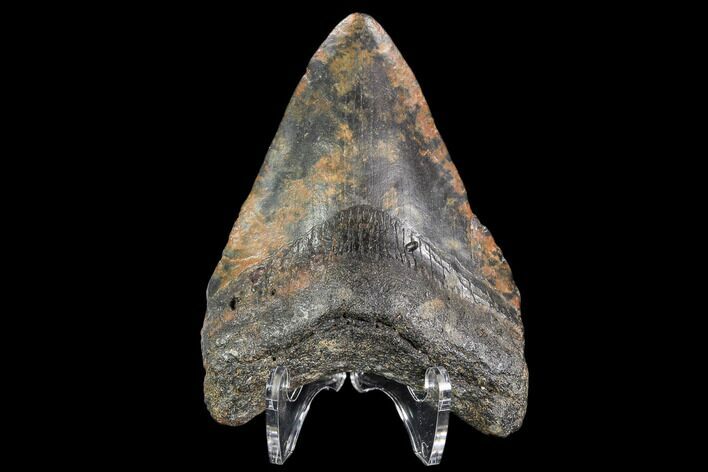 Fossil Megalodon Tooth - North Carolina #109013